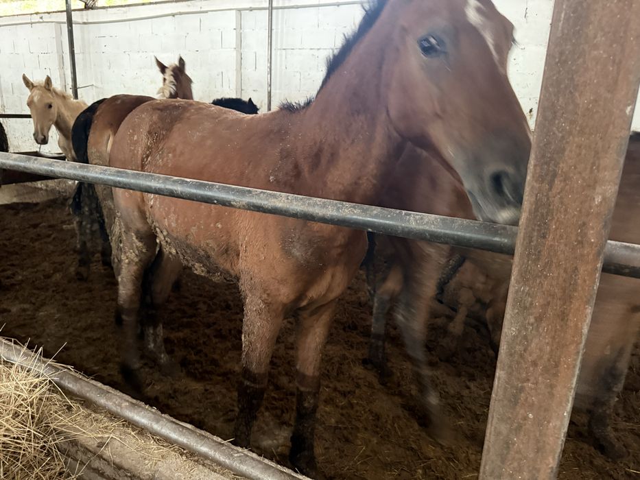 Семіз кемпірлердің жыныстық қатынасы