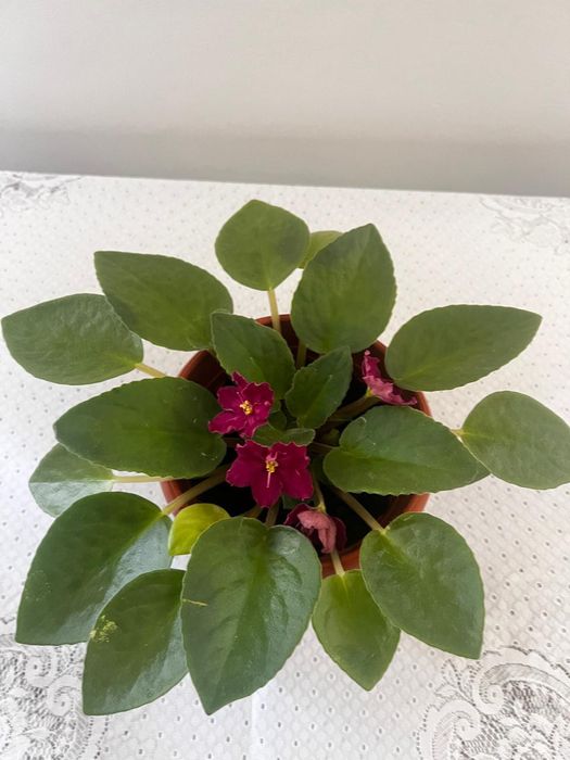 Фиалка цвета бордо