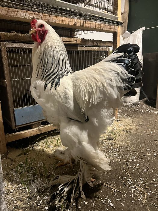 Cocos brahman herminat deschis