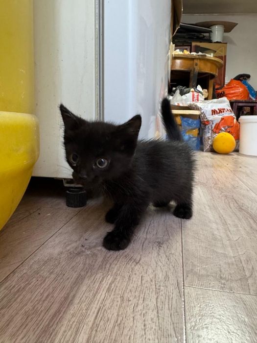 Отдам котят в добрые руки