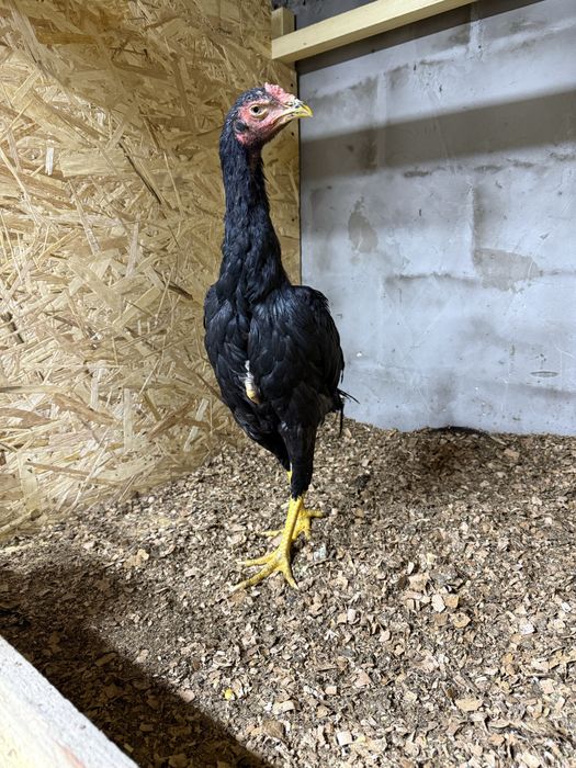 Продам цыпленка