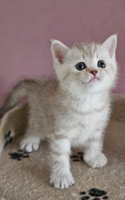 Британски и шотландски котенца