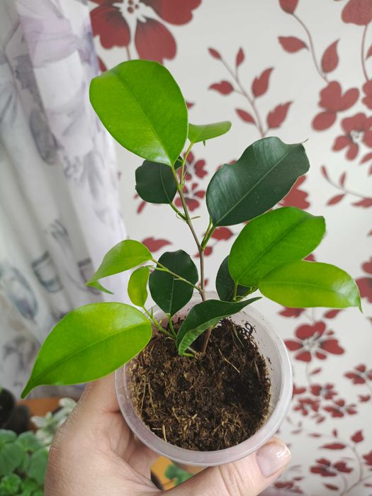 Фикус Бенджамина