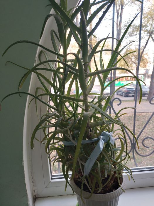 ПРОДАМ   АЛОЕ растениям  пять лет