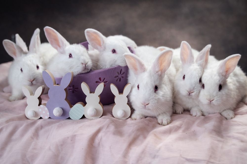 Vând iepuri diferite rase , vârste diferite