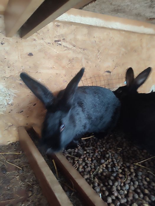 Обмен крольчихи на крола