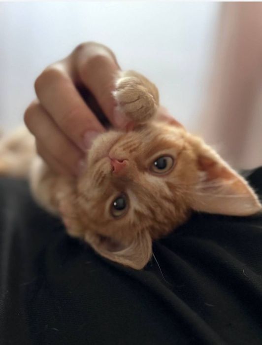 Бала мысық тегін беремін