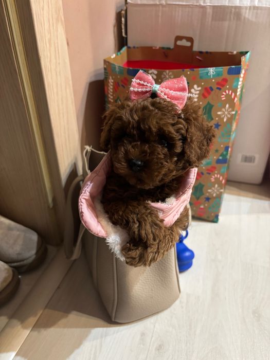 Продавам Мини Той пудел