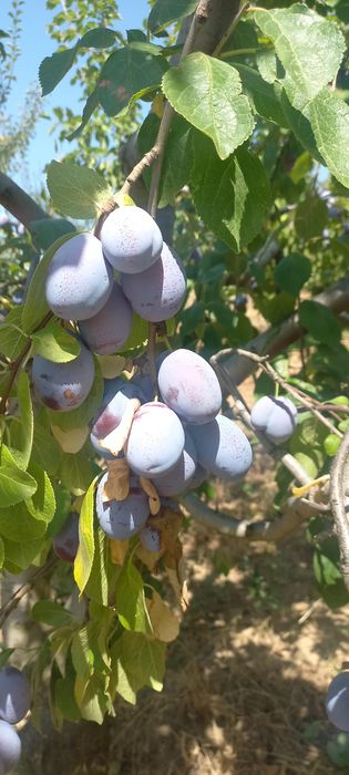 Vindem prune pentru țuică sau consum în cantități mari