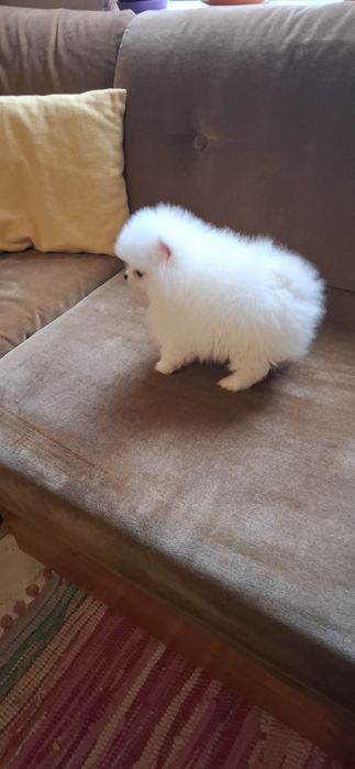 Мини Мини Померанче