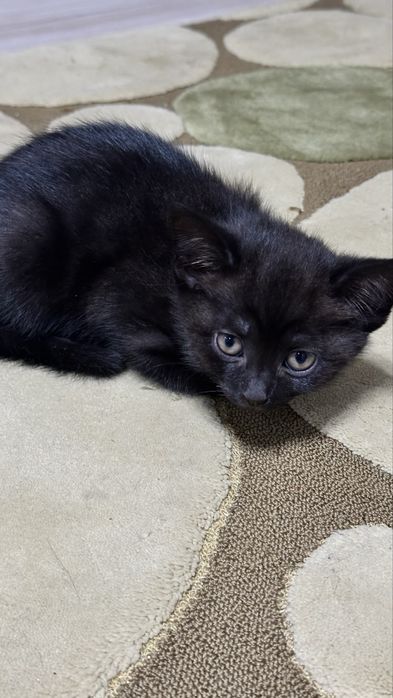 Отдаю котят в добрые руки