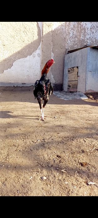 Дакан қораз сатылады срочно