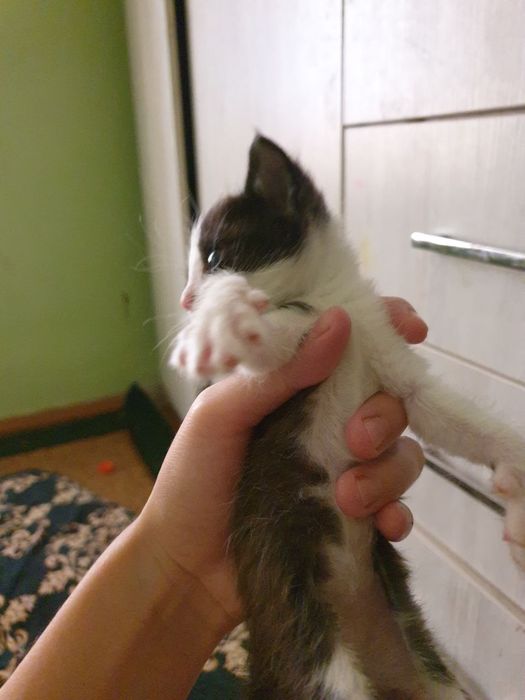 Отдам маму кошку с котятами в хорошие руки город навои