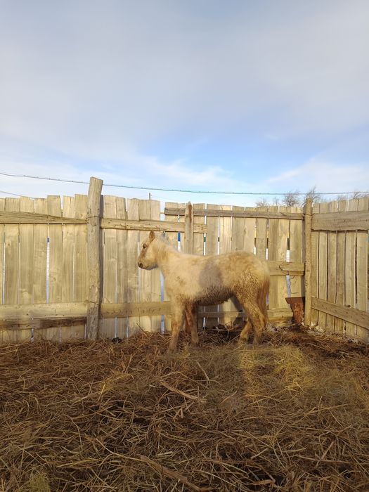 Жылқылар сатылады