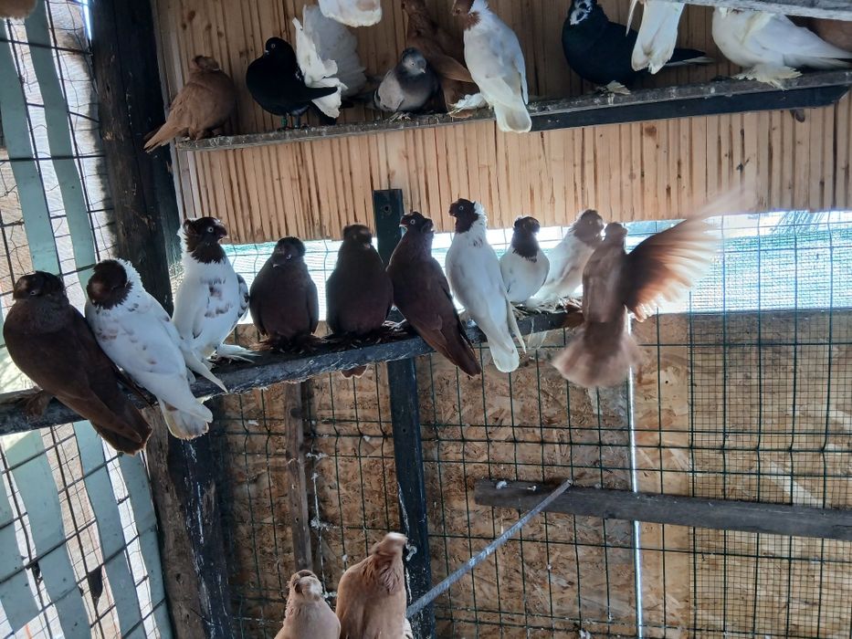 Jucatori de Botoșani