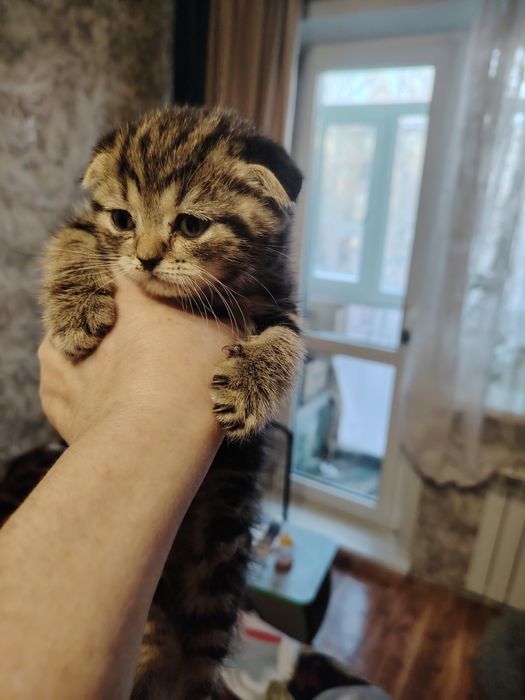 Шотландский фолдик