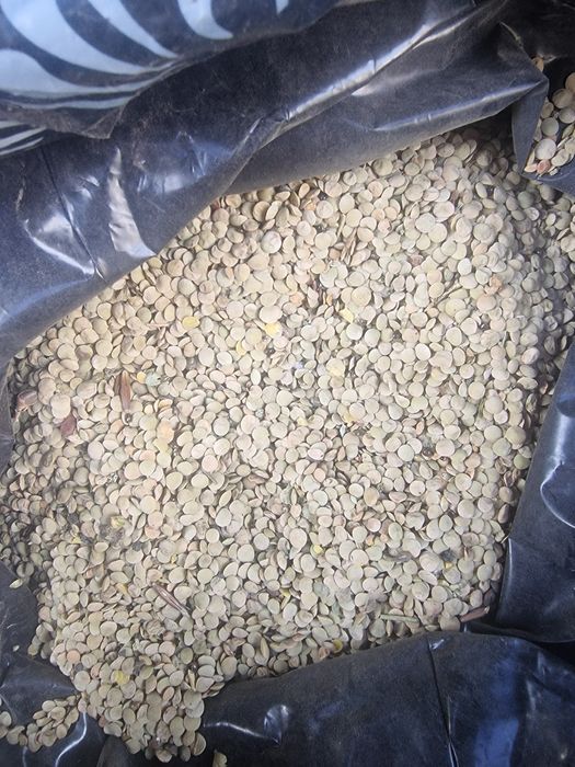 Продам чечевицу на семена оптом