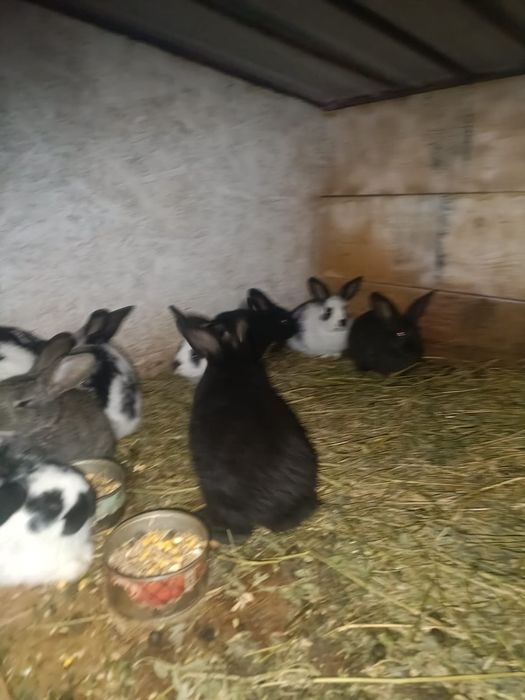 Vând iepurași sănatosi