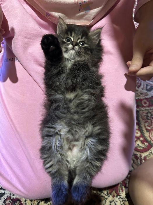 Продаётся котёнок