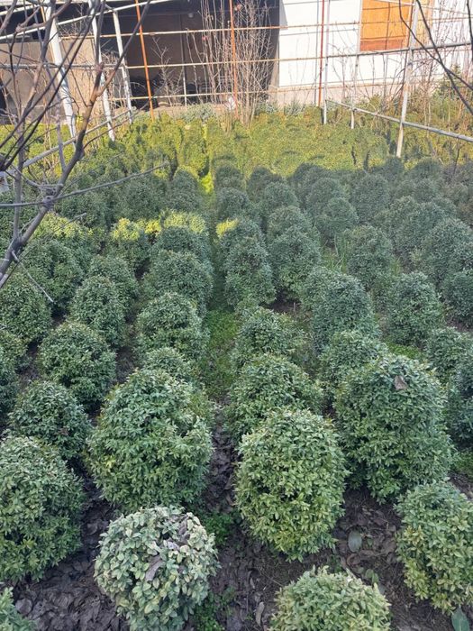 Shamshot bor 5 yilli