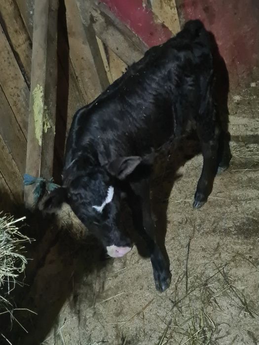 Vitica angus 2 saptamhni suge la biberon angus