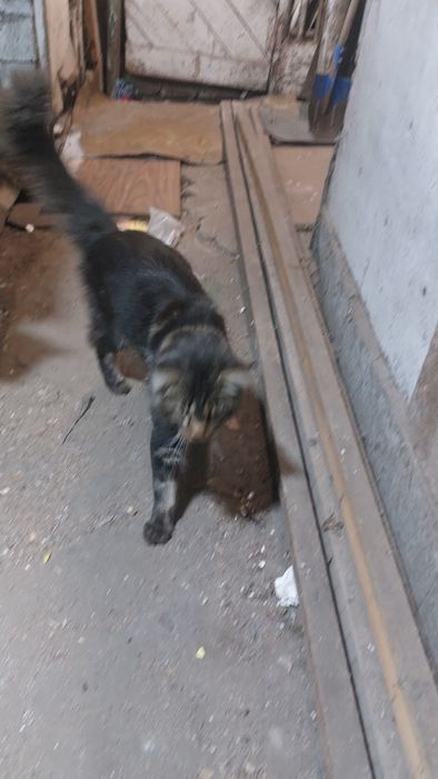 Кот мэйнкун вязка