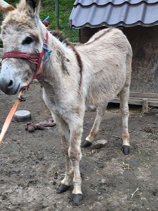 Vând magaruș de un An preț 17 mil negociabil