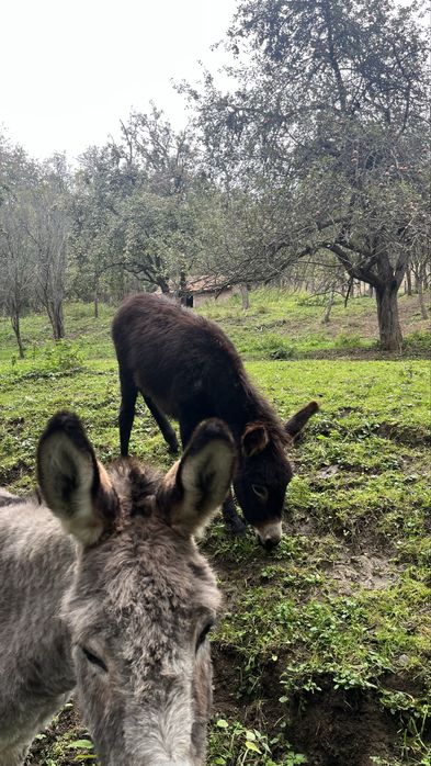 Pui de magar de vanzare