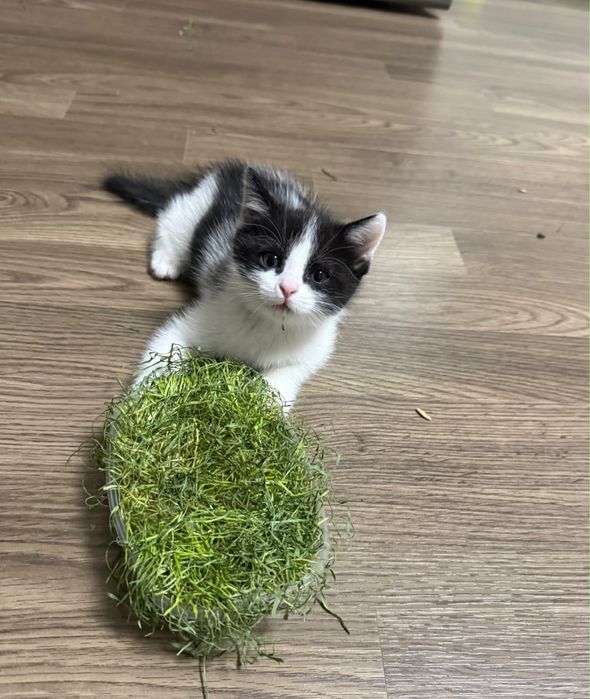 Отдам кошку  с котенком бесплатно