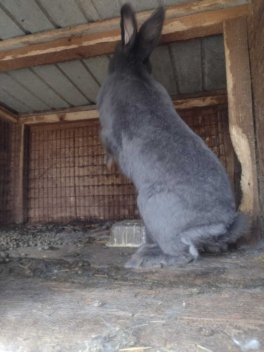 Vând pui uriaș german vârstă 4 luni și femela albastru vienez