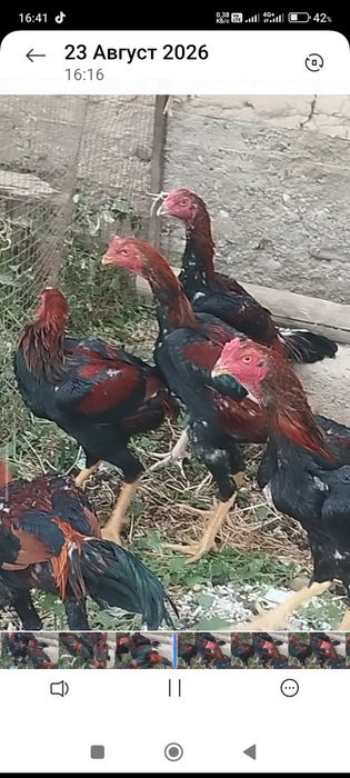 Сатлады срочнааа
