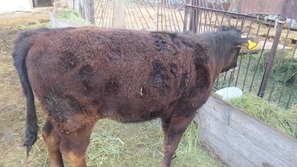 Продам телочек крепкие