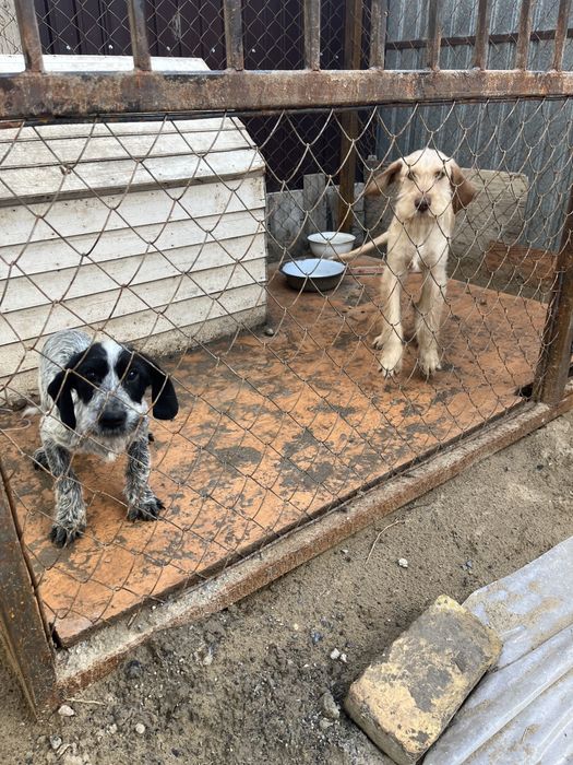 Продается щенки Немецкий дратхар