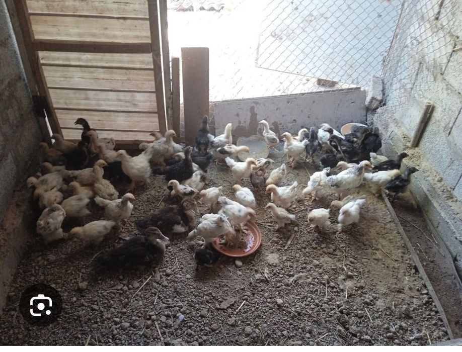 Brama tovuqlari sotiladi