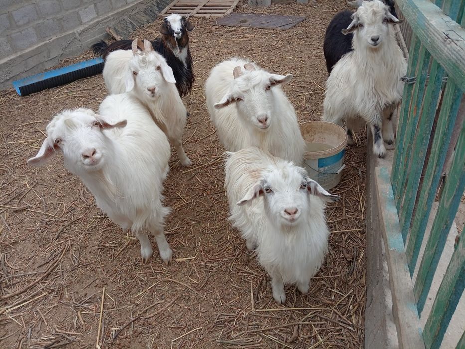 Ешкілер сатылады