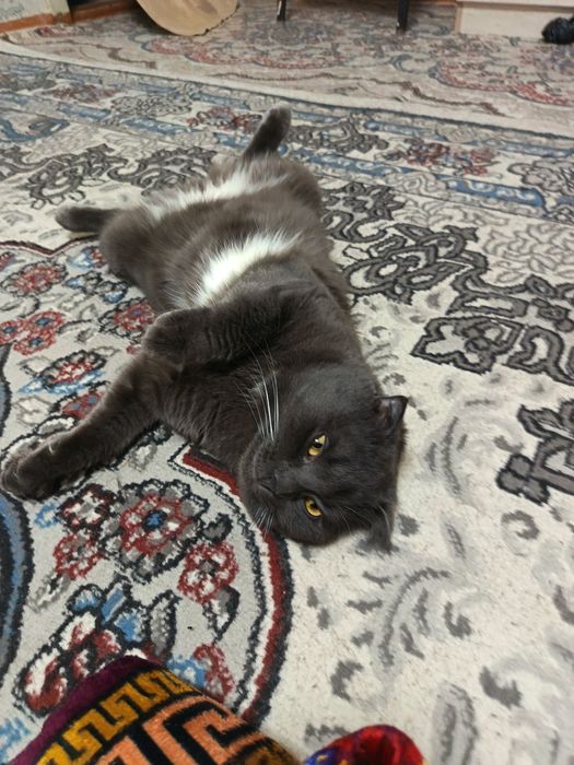Отдам кота скоттшфолд в хорошие руки бесплатно