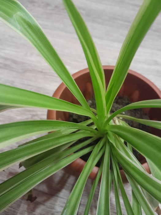 Хлорофитум цветок