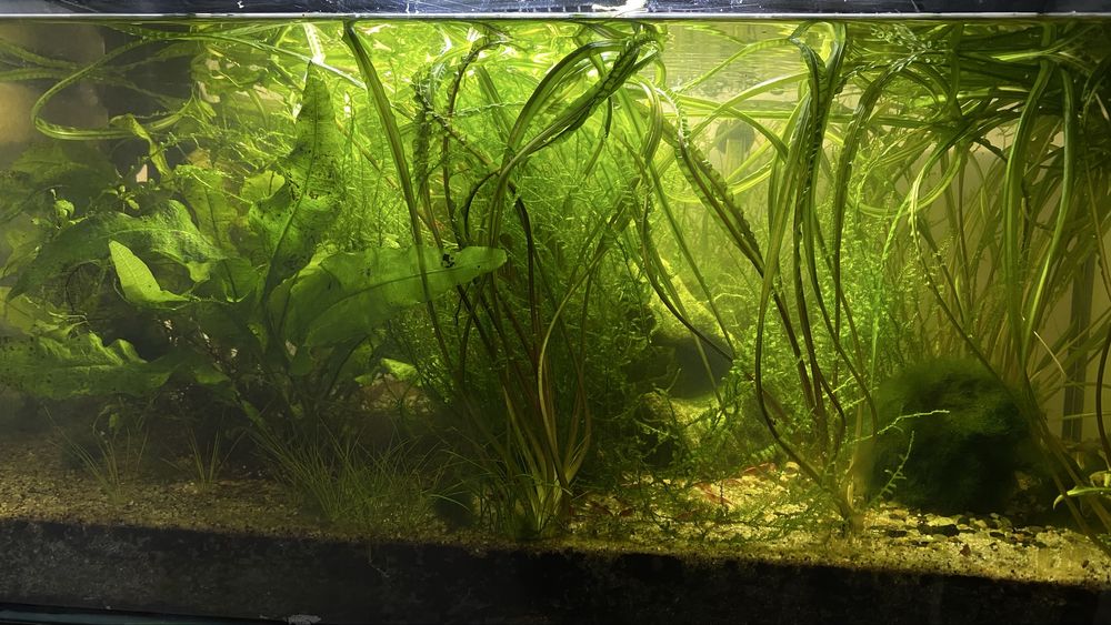 Acvariu complet cu plante, filtru, creveti cherry red