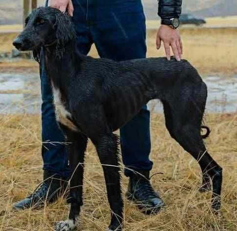 Щенки казахский тазы