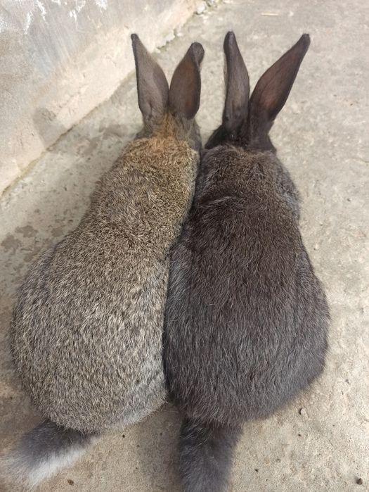 Quyon bolalari Velekan