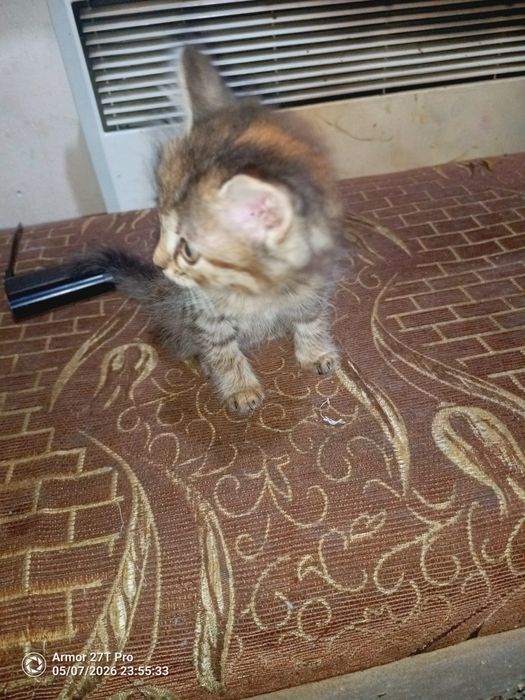 Отдам котят. Крысоловы