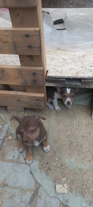 Отдам в добрые руки