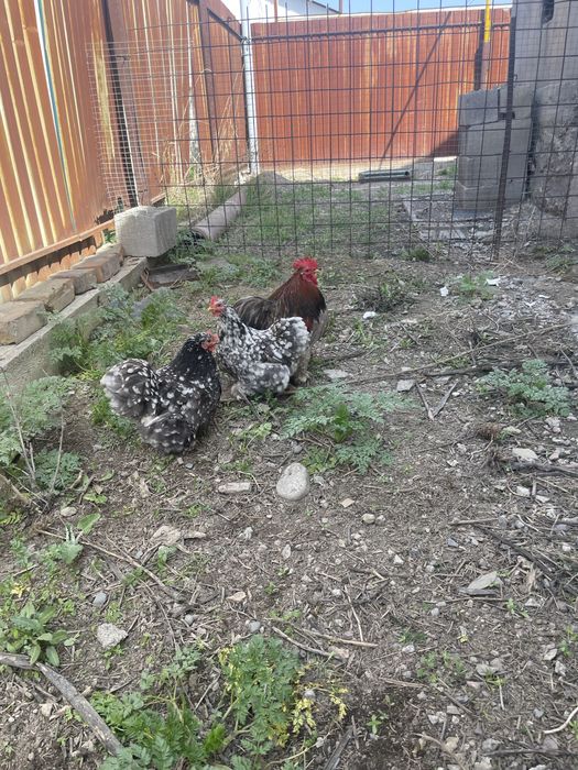 Кохинхин голубой мрамор 2+1