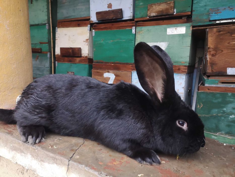 Iepuri Hycole Francez – rasă bună pentru carne