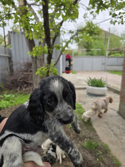 Собаки спаниельки