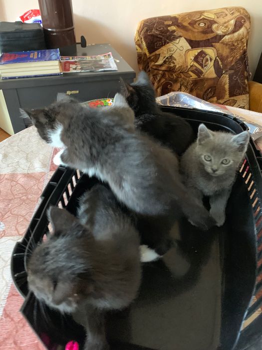 Котенца търсят дом