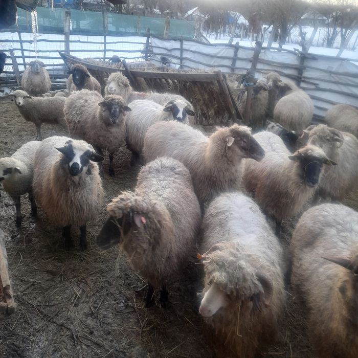 Vand 16 0i si un noatin