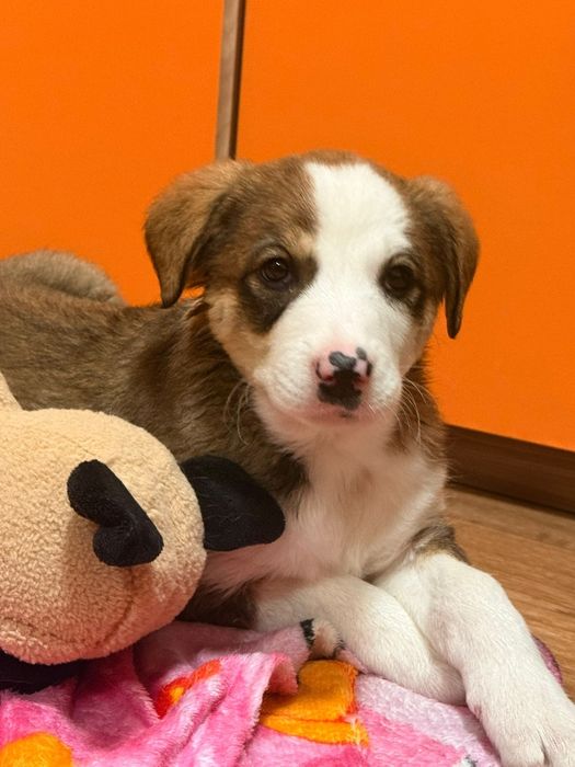 Щенки крупной породы