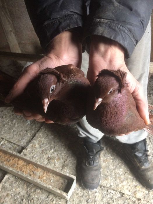 голуби голуби  ...