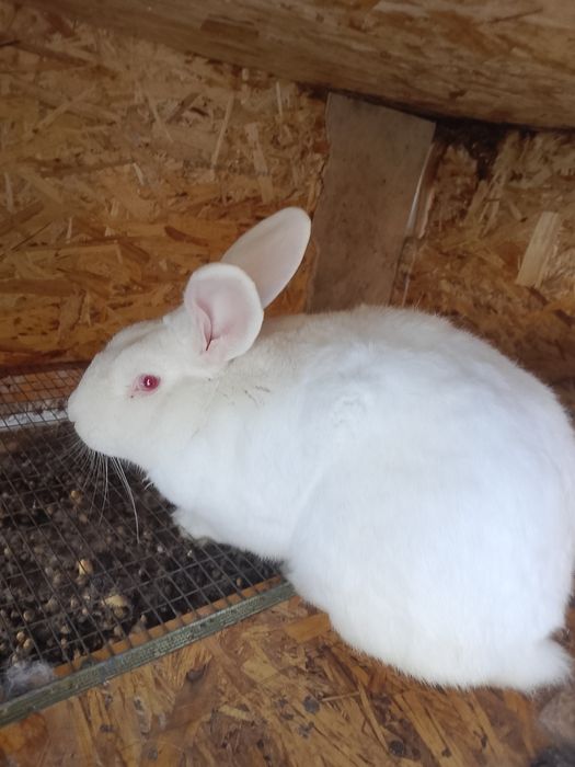 Куëнла  сотилади